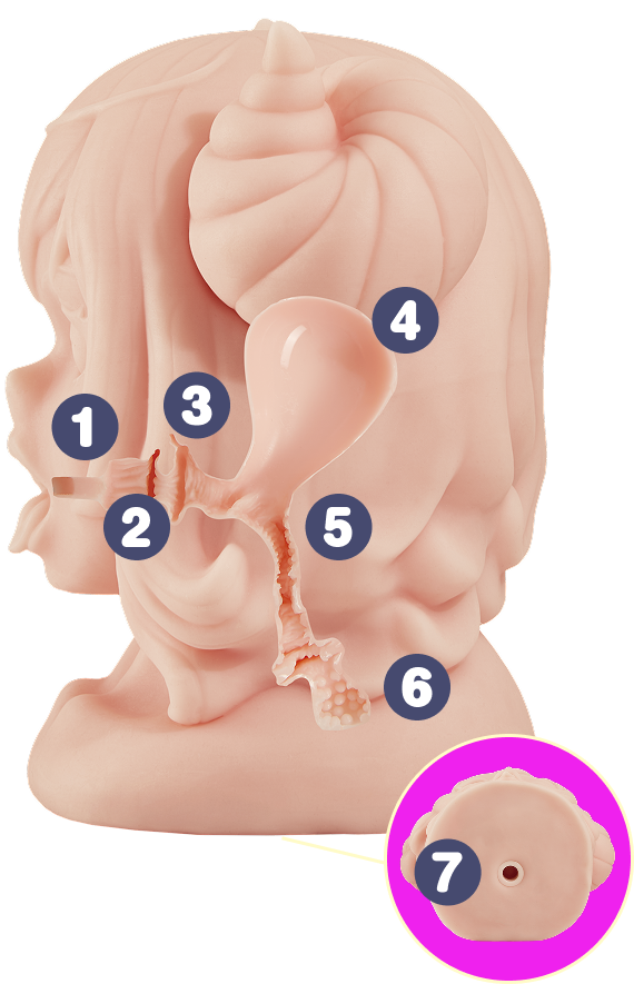 Coupe transversale du double tunnel
